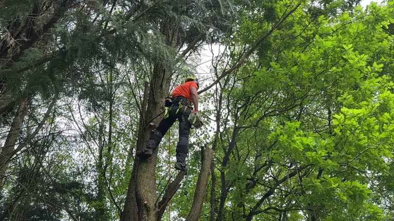 How Our Tree Care Process Works  in Vass, NC